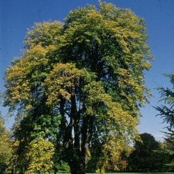 **WAS�54.95 - NOW �39.95**Weeping Silver Lime Tree (Tilia petiolaris) Height 1.6-1.8m in a 15 Litre container **PRICE INCLUDES FREE UK MAINLAND DELIVERY**